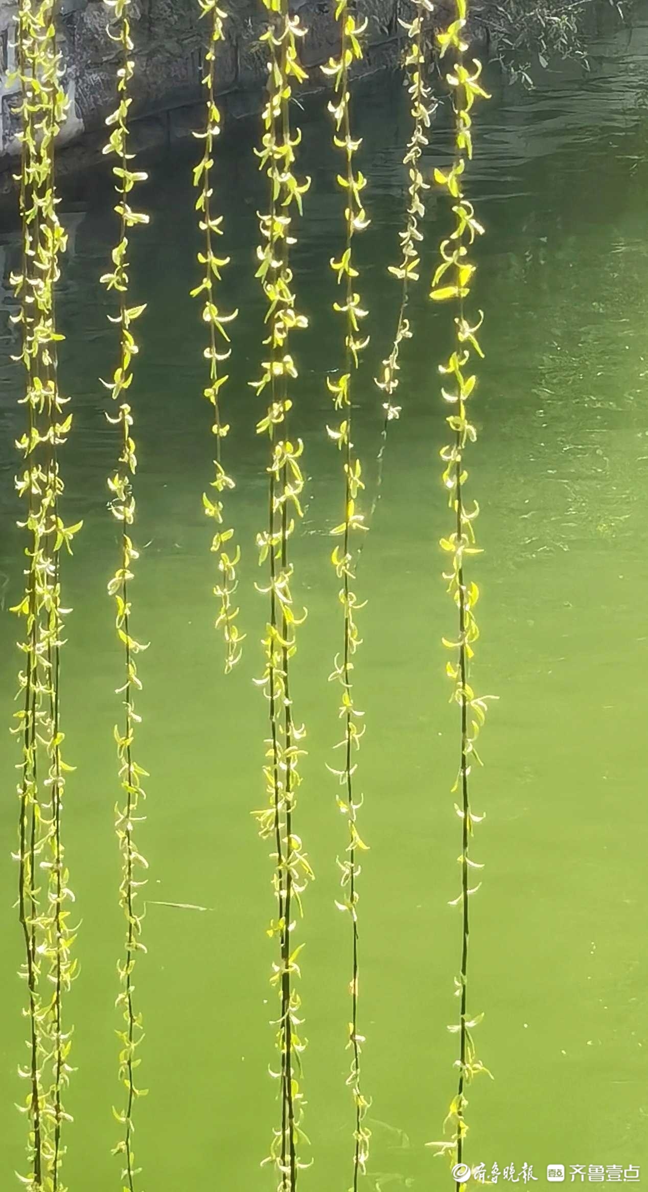 再咏泉城柳-齐鲁晚报·齐鲁壹点