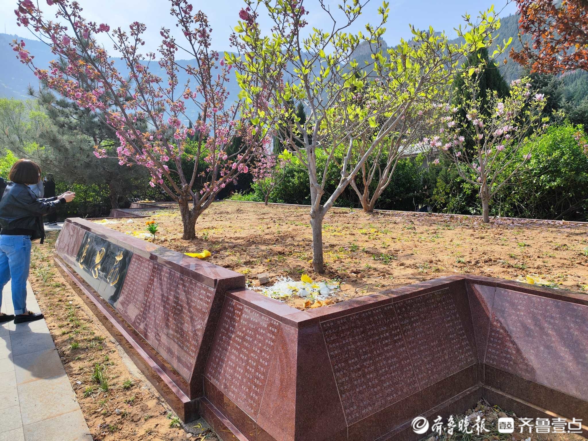 清明时节｜让逝者骨灰归于自然，济南生态葬人数逐年增多