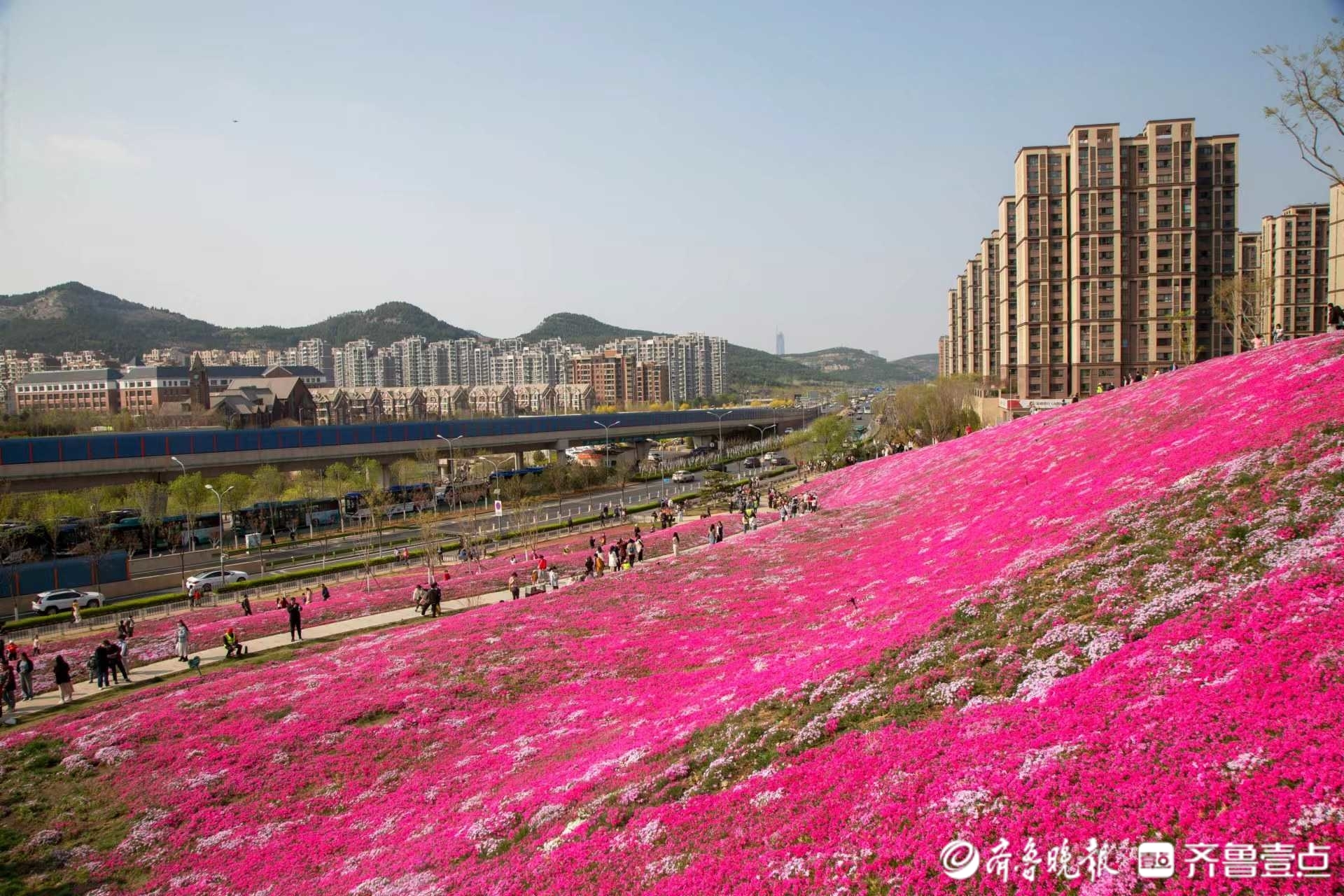 济南最大面积福禄考花海绽放