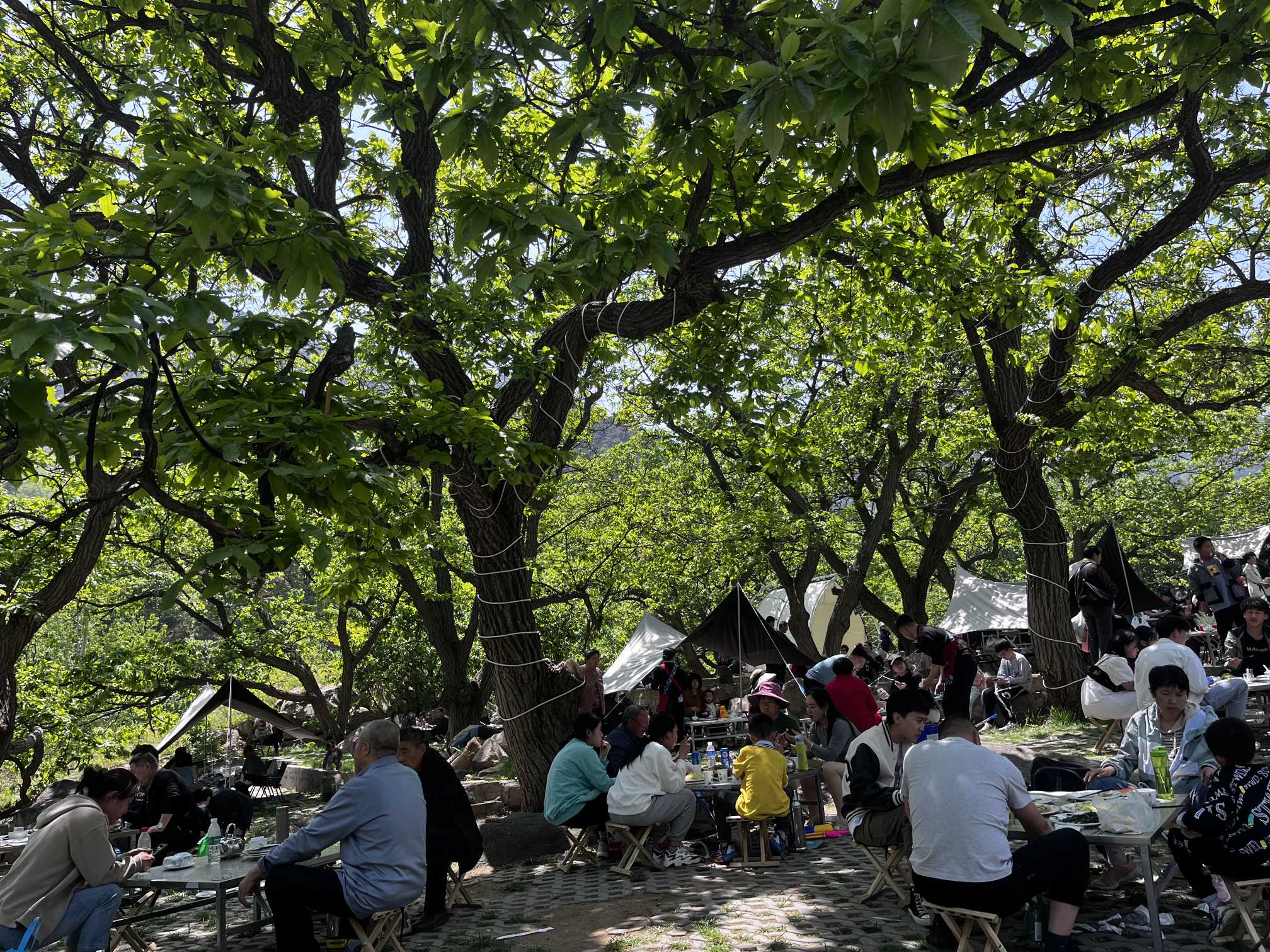 客流持续高位，化马湾全域旅游开局火爆