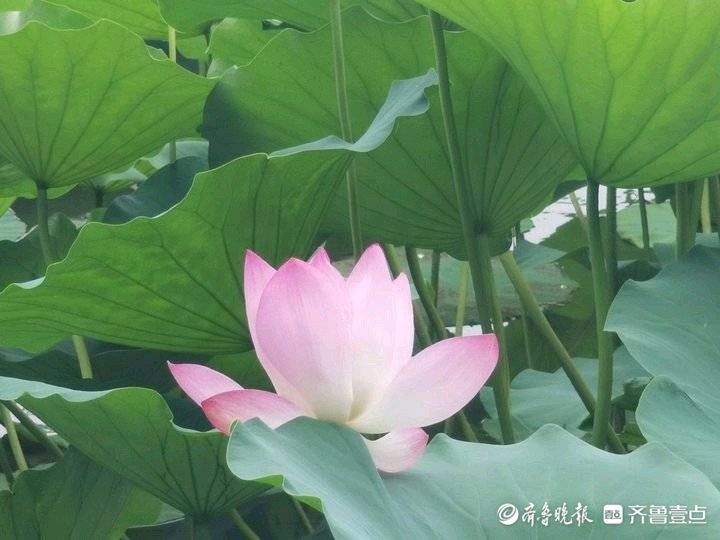 济南大明湖畔荷花开，莲藕哪儿去了？专家：“明湖藕”已基本绝迹