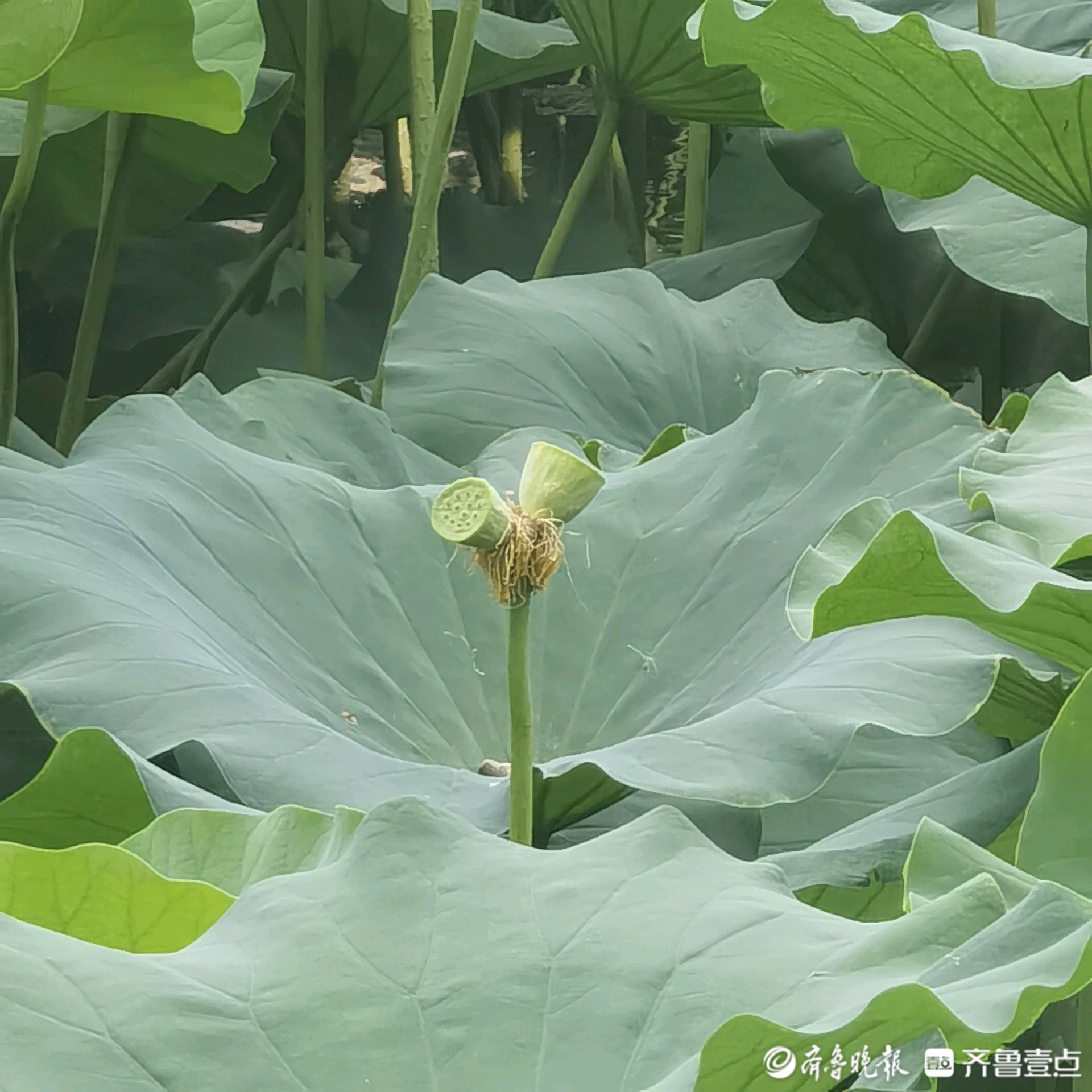 济南大明湖畔荷花开，莲藕哪儿去了？专家：“明湖藕”已基本绝迹