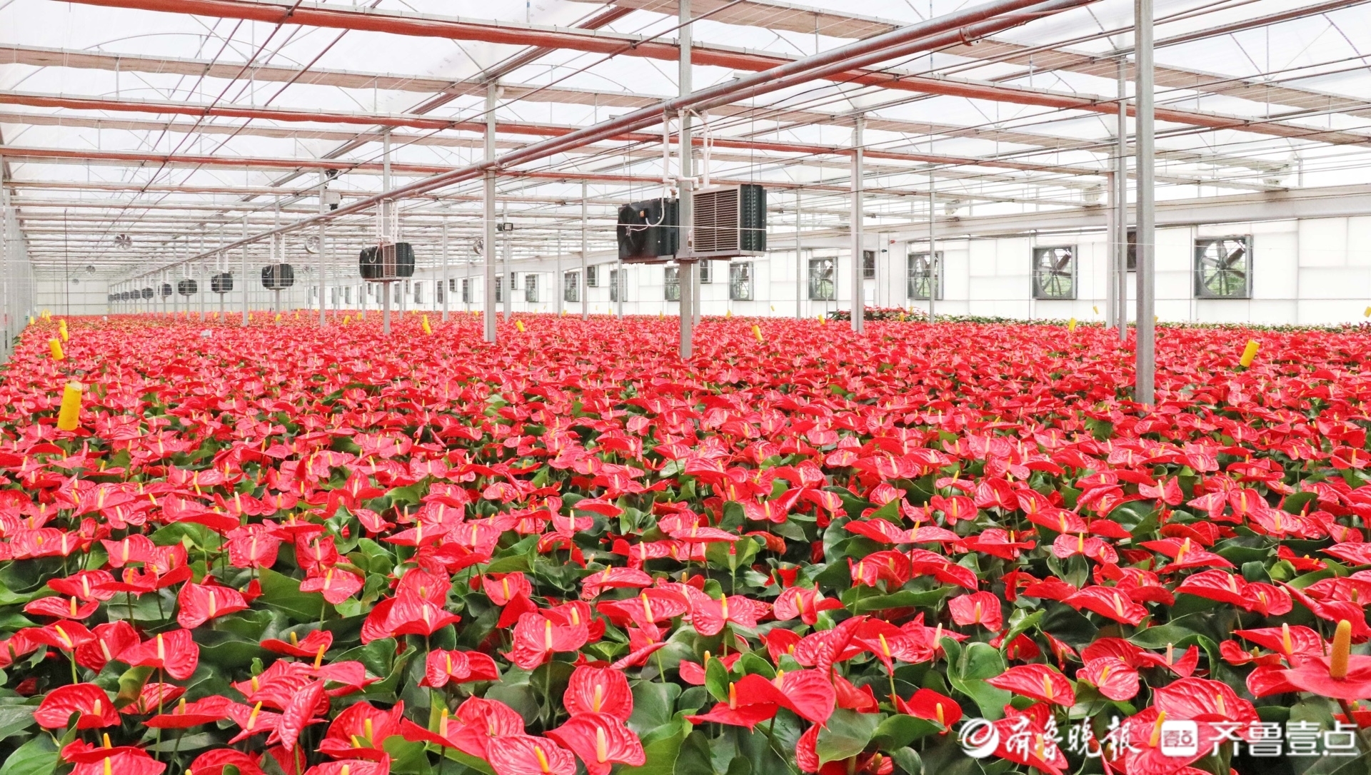 投资52.46亿元！商河推进济南温泉鲜花港等6个示范项目建设