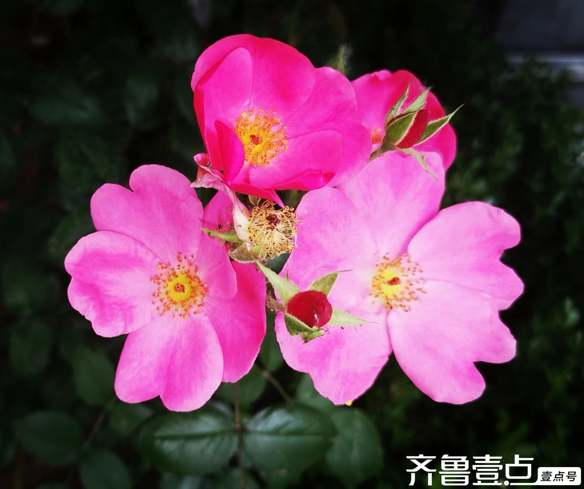 七律月季花赞.范西进