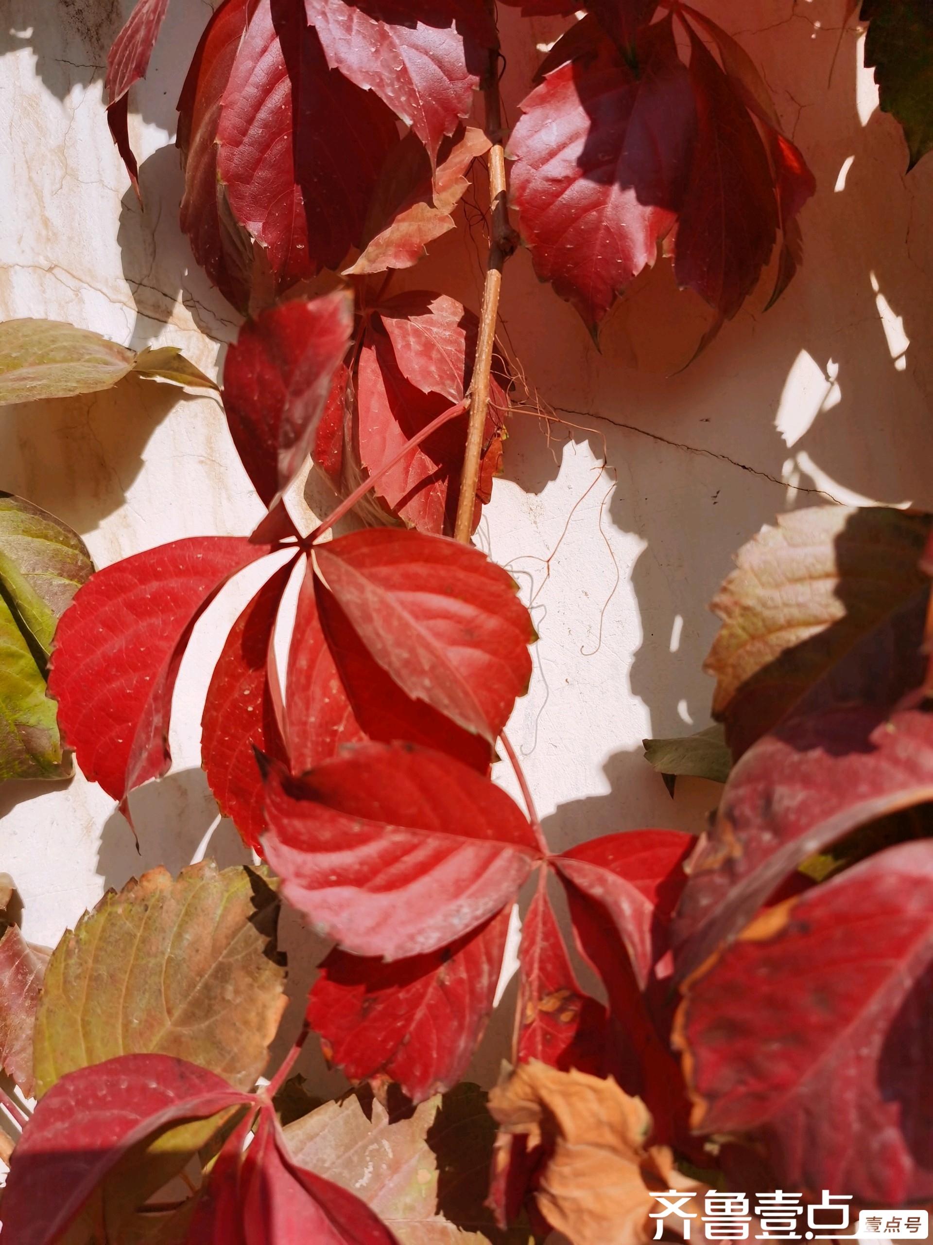 初冬小区墙上的爬山虎叶子红了