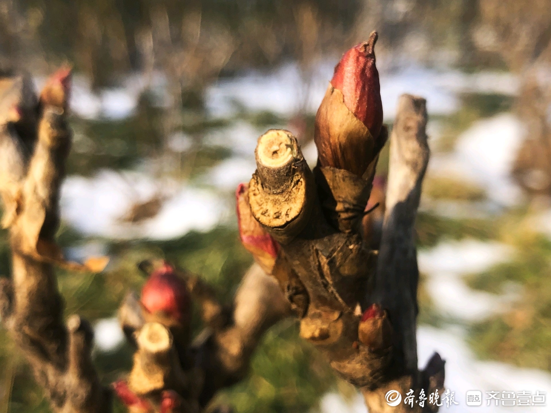 牡丹花根发芽破土图片图片