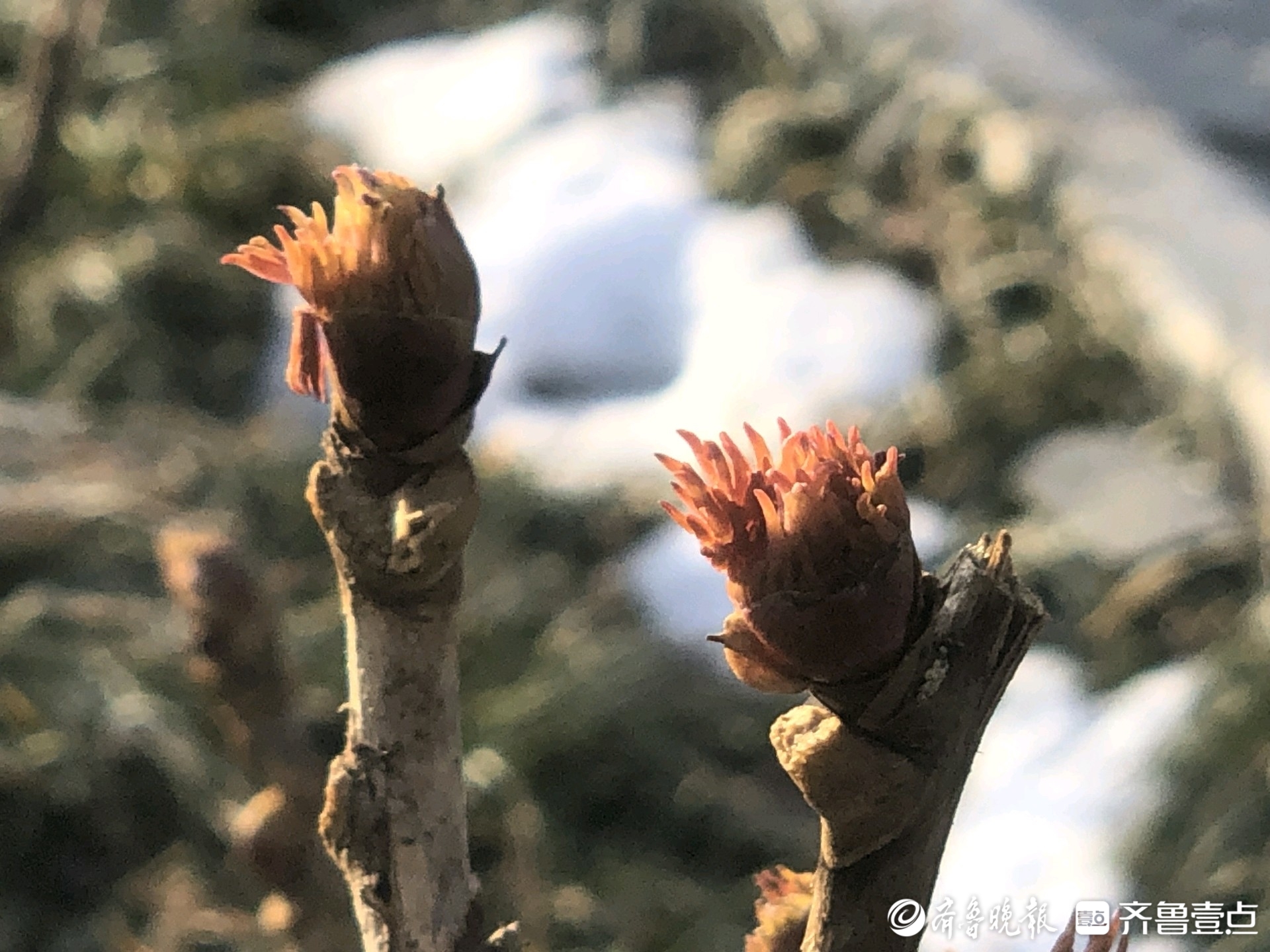 牡丹发芽到开花过程图图片