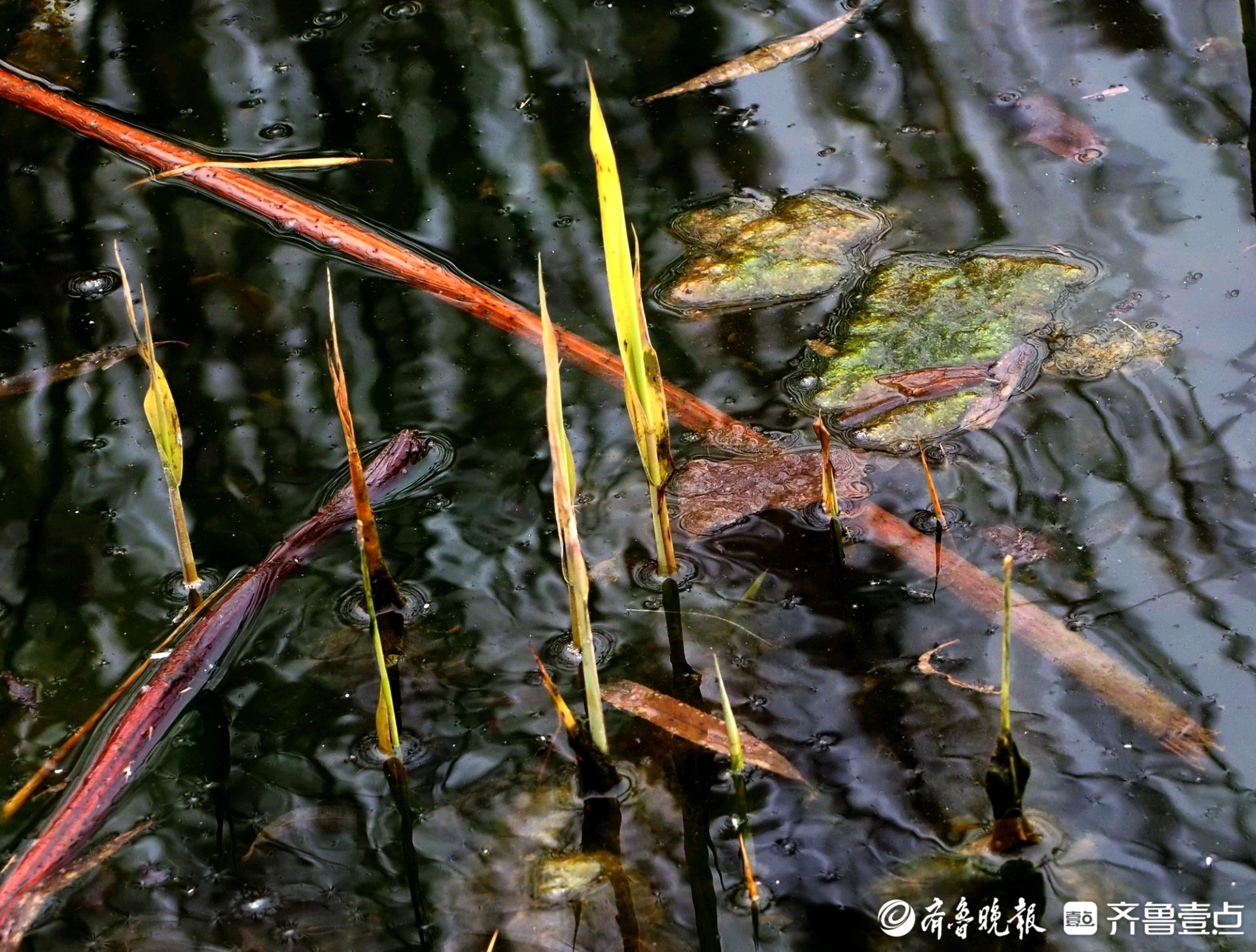 春江水暖鸭先知济南大明湖芦芽萌发垂柳绿