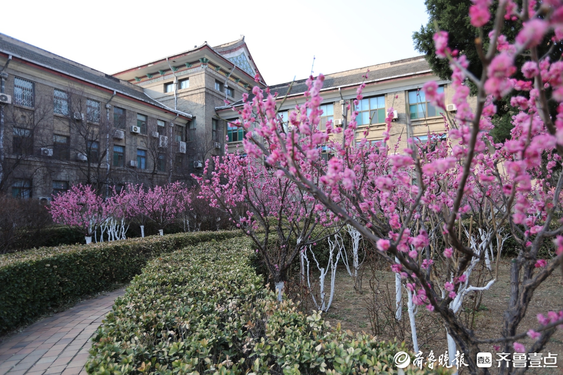 (15日,山东师范大学千佛山校区的各种鲜花已陆续开放