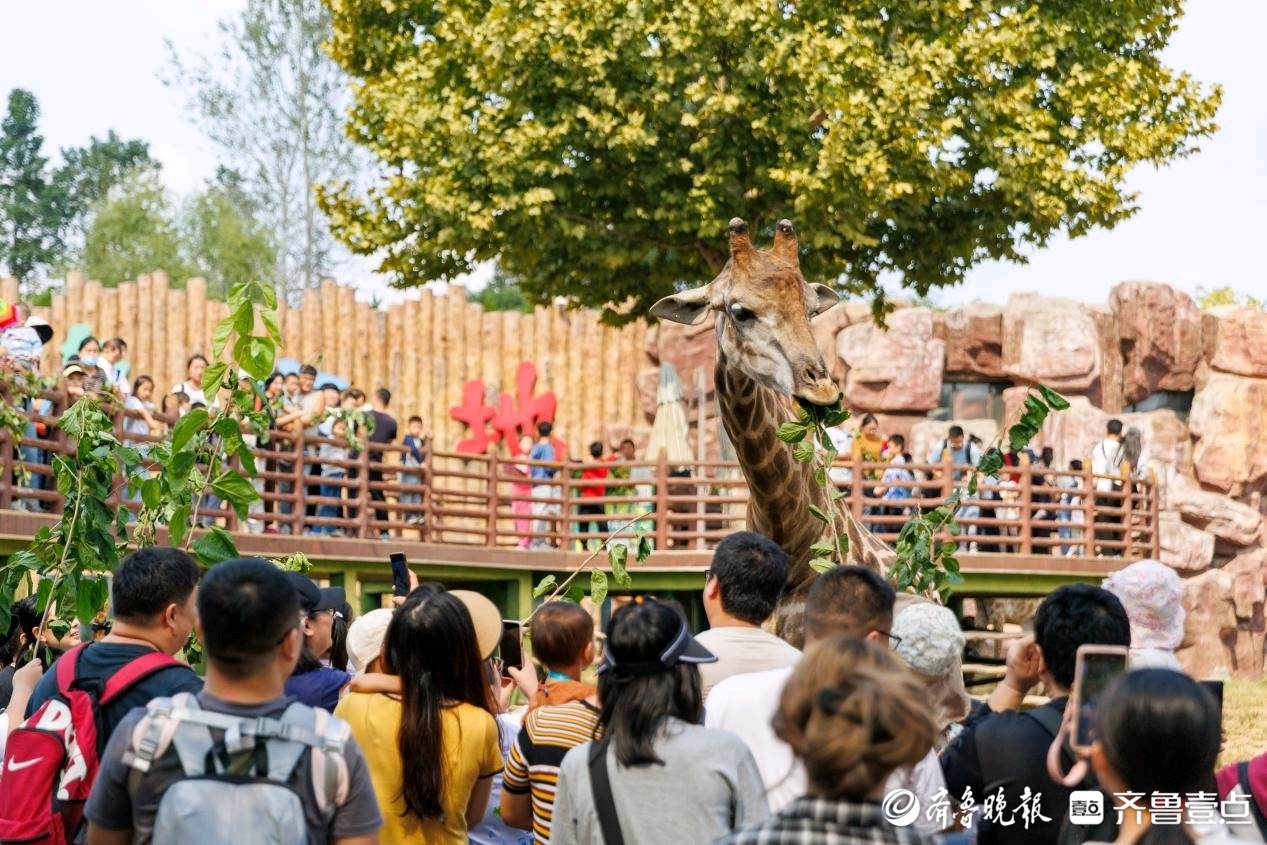 探新生、看马戏、住民宿……济南野生动物世界马戏嗨游节火热开启