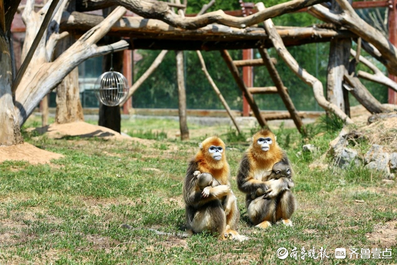 萌翻全场!济南野生动物世界金丝猴小公主儿童节首次公开亮相
