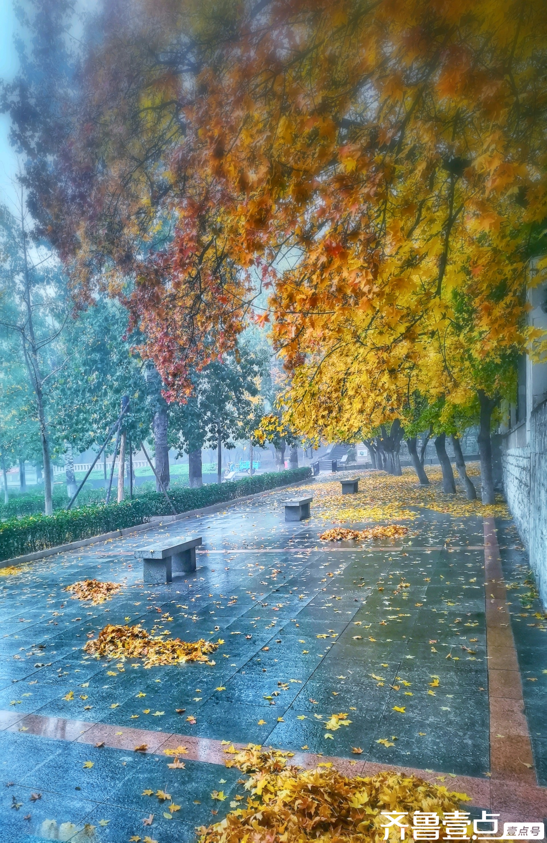 初冬的济南下雨了,雨量虽然不大,但也净化了空气,滋润了大地