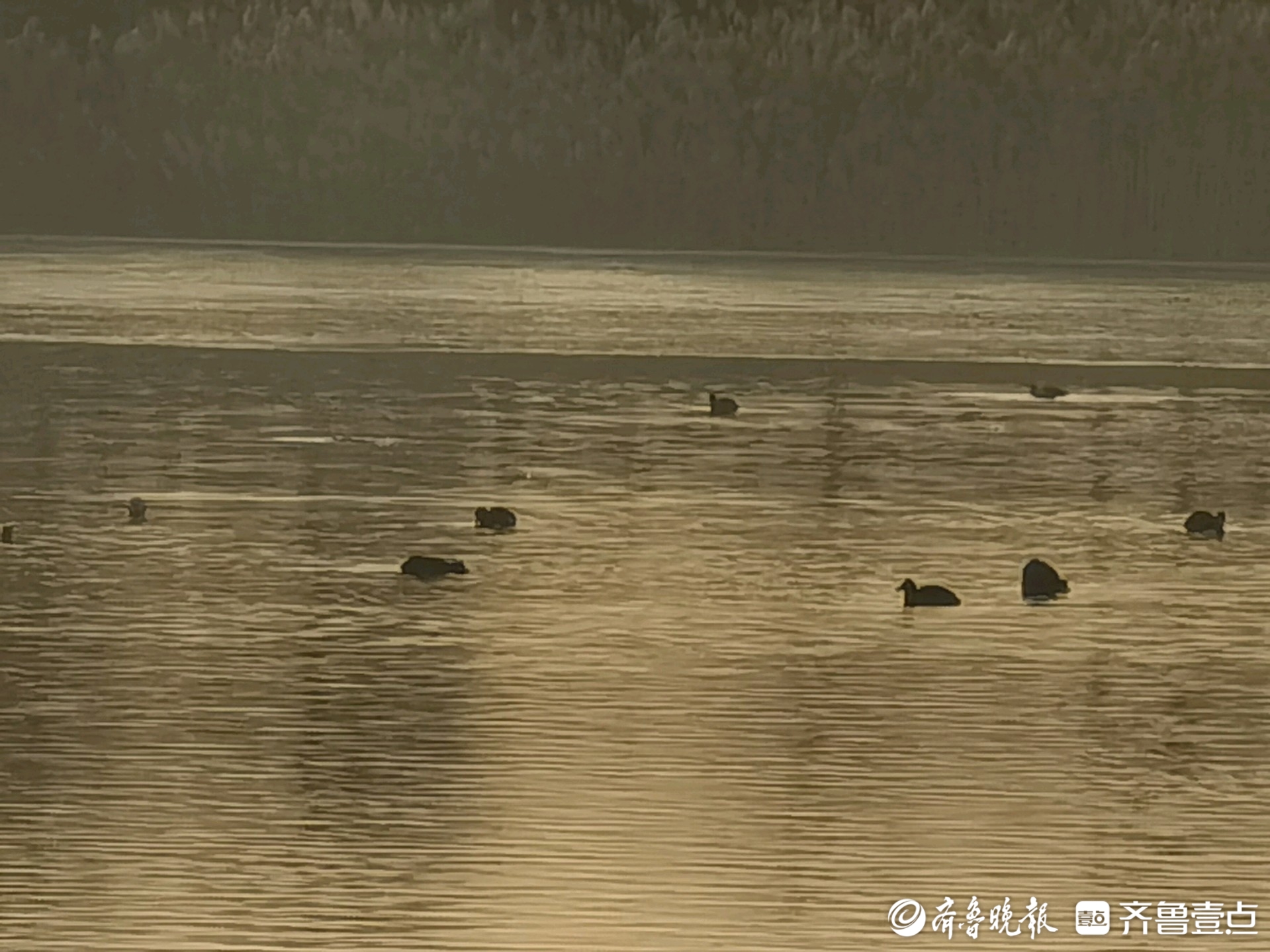 水鸟跃波添活力，华山美景入画来