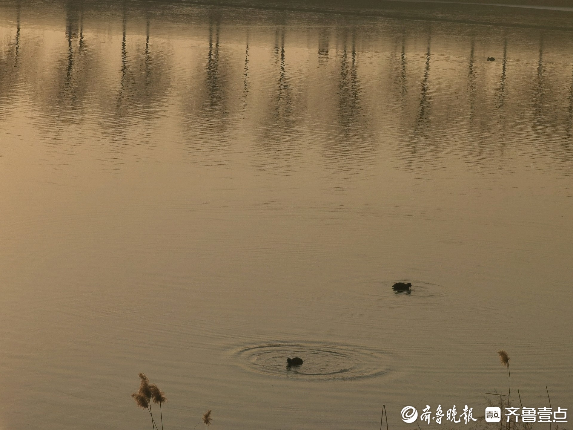 水鸟跃波添活力，华山美景入画来