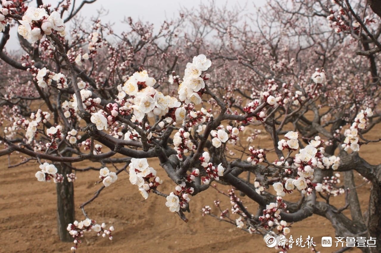 奔赴一场浪漫花约！济南发布特色林果赏花踏青攻略