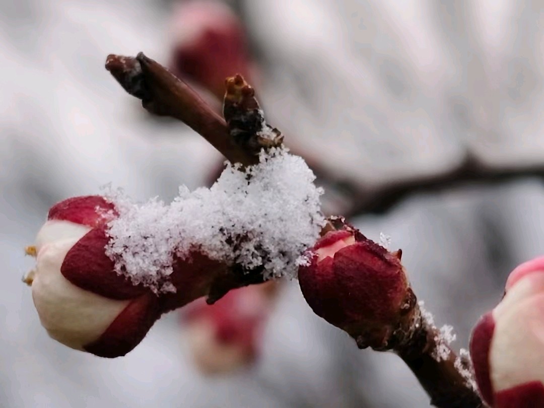 果然视频|沂山春雪，一抹意外的浪漫韵味