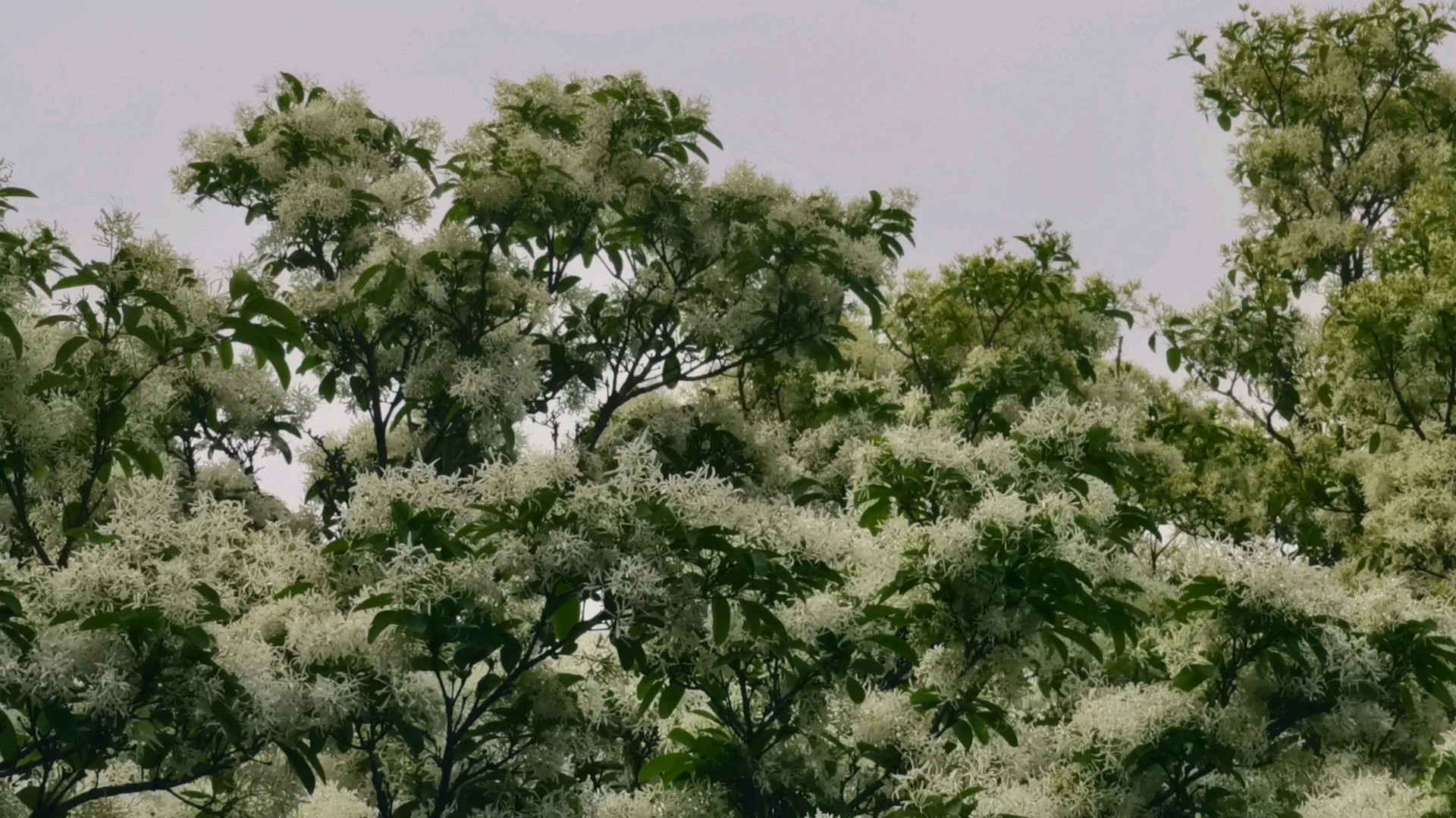 果然视频|人称“四月雪”，千佛山上的流苏盛开了
