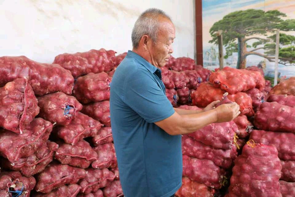 第一书记化身“助农先锋”，破解村民圆葱滞销难题 