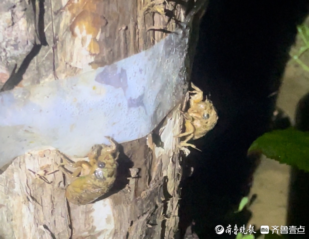 “摸金”盛宴：夜探“金蝉村”