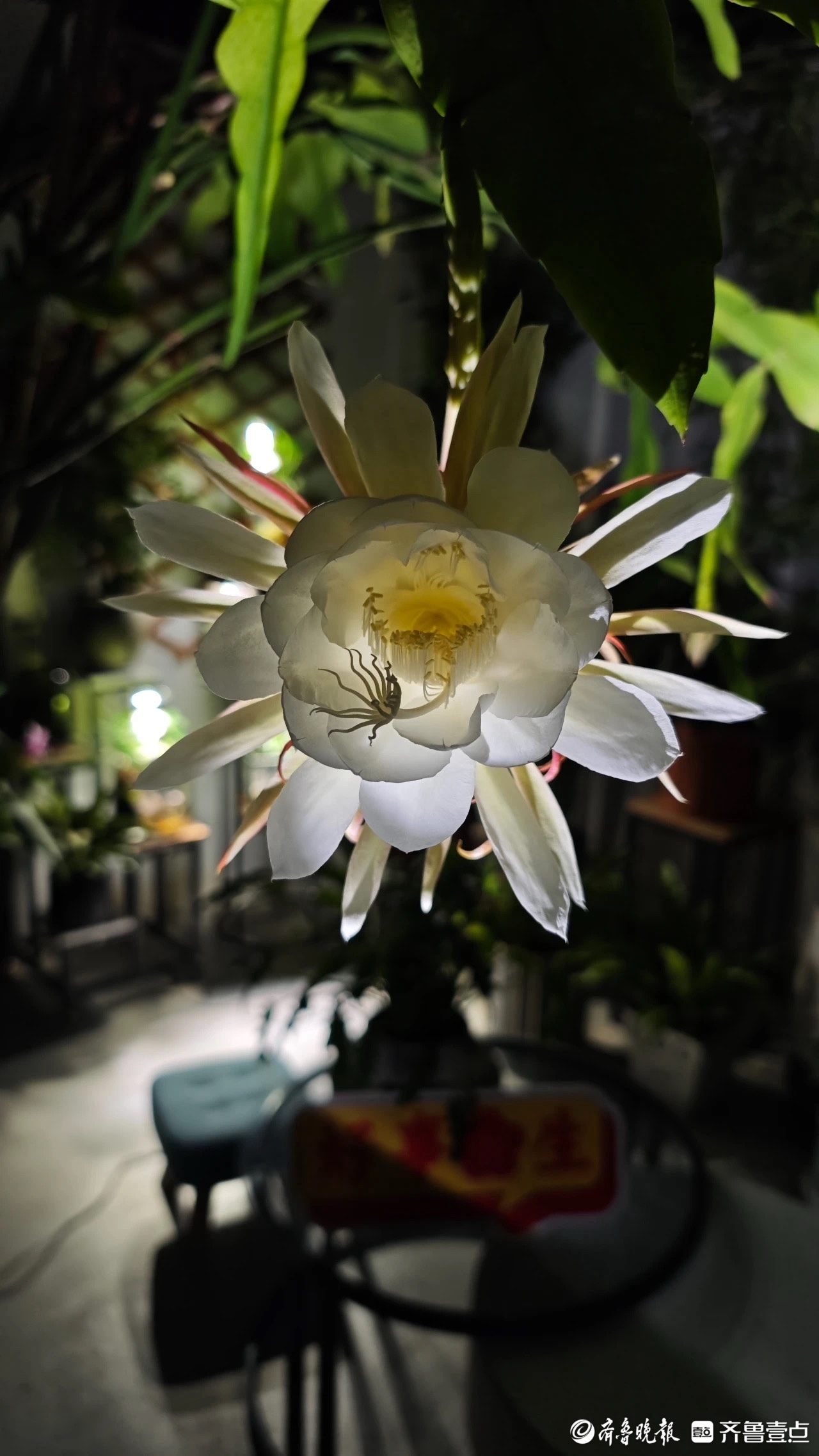 昙花绽放引围观，百合花卉直播开启数字赏花新模式