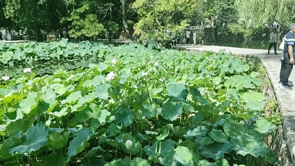 十里荷塘！
滨州十里荷塘！一角景色优美风景独好。
