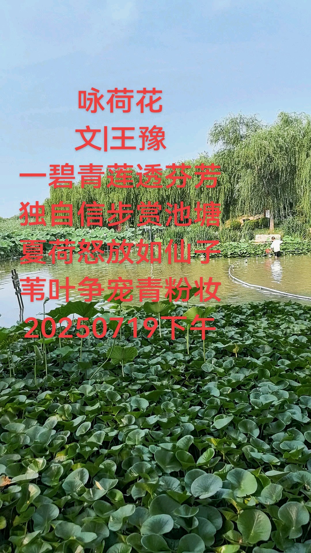 咏荷花
文|王豫
一碧青莲透芬芳
独自信步赏池塘。