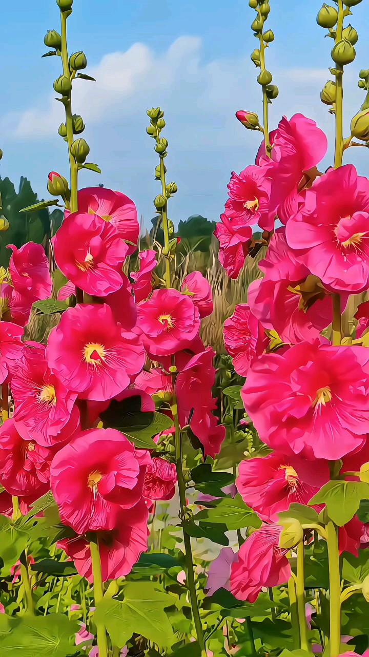 走进滨河蜀葵园