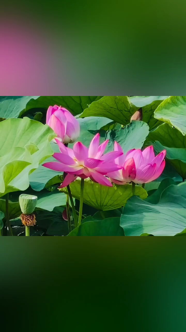 叶如伞盖清雅荷香，西子湖畔佳人相伴！人生之幸，莫如这荷塘月苑