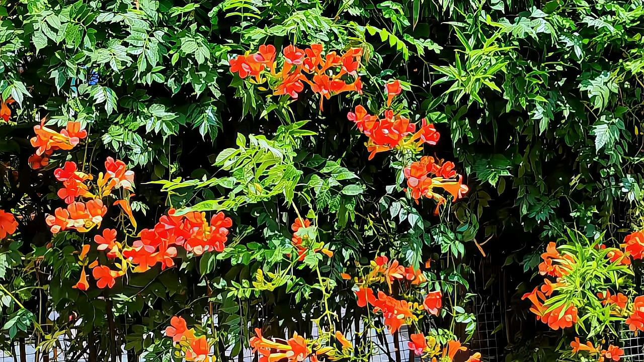 正午时光:风中凌霄花