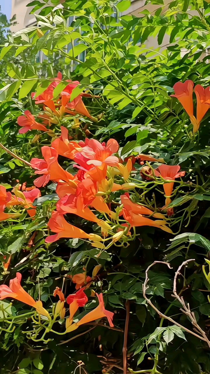 风中凌霄花