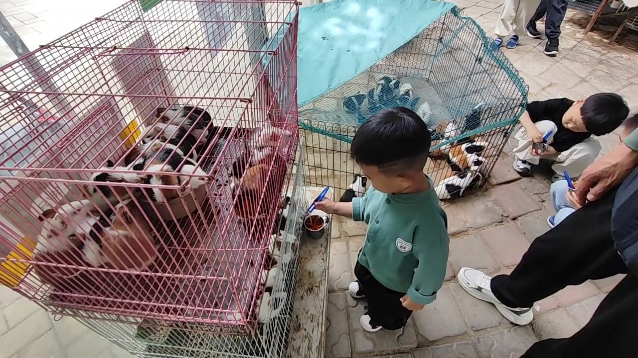 喜欢小动物的宝宝