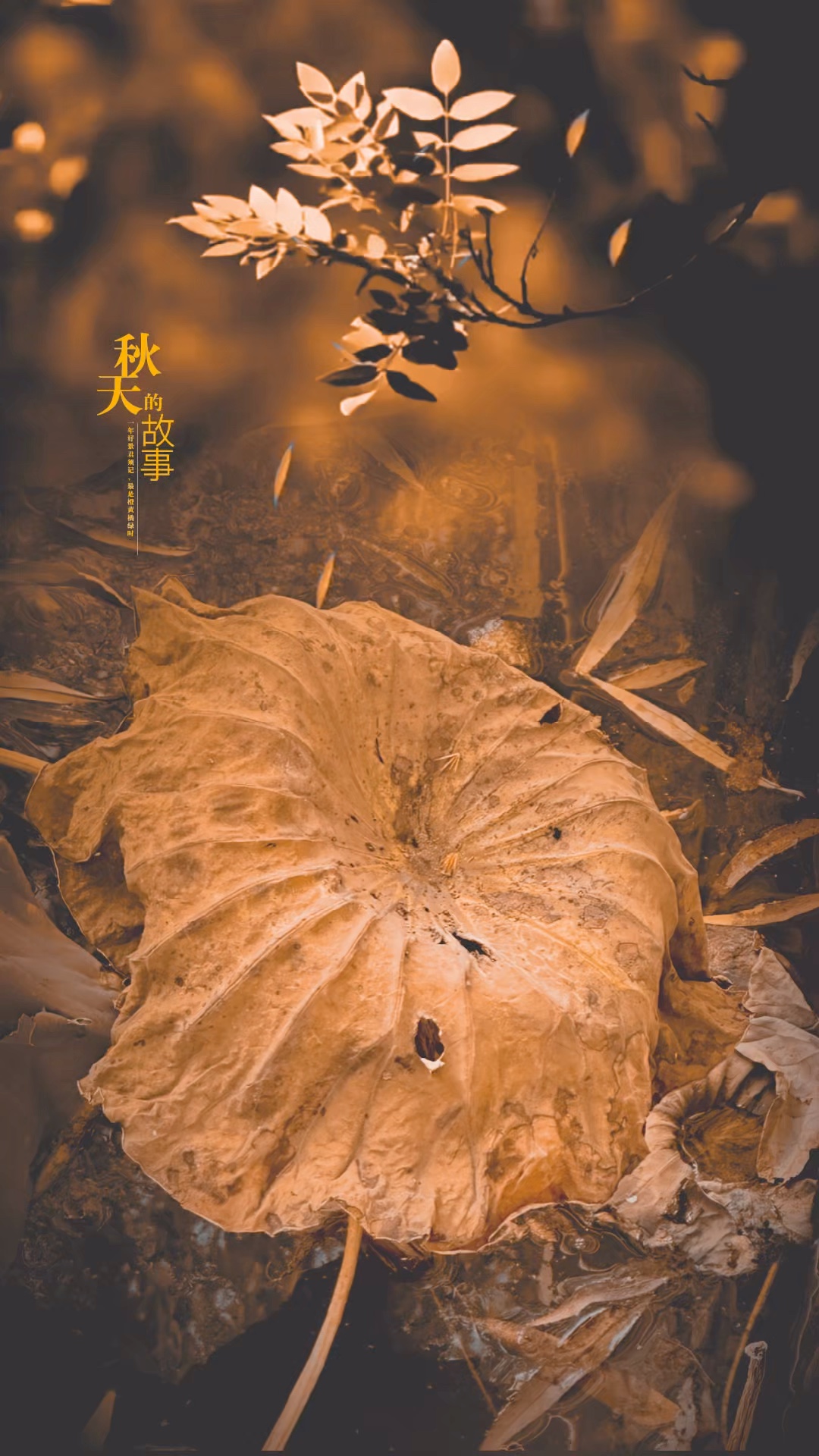 秋天的故事