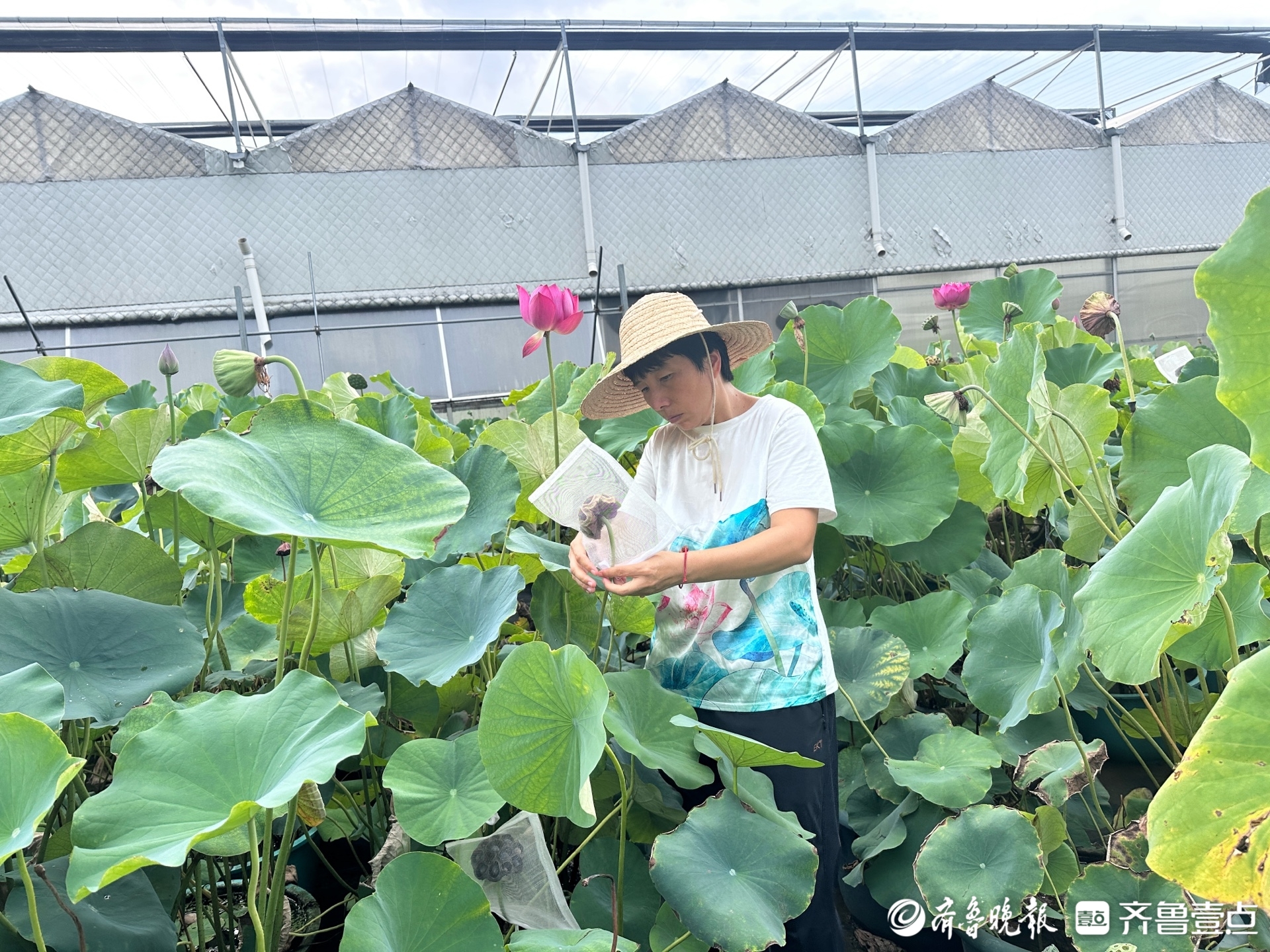 又是一年赏荷季，济南养荷人让荷花“出圈”又“入户”