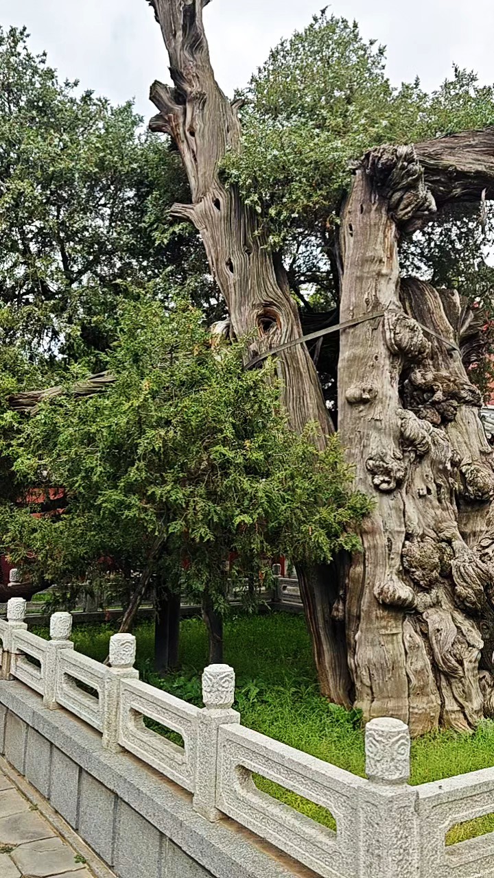 很多游客惊叹:汉柏茂盛苍穹，明柏枯萎挺直(岱庙汉柏院)