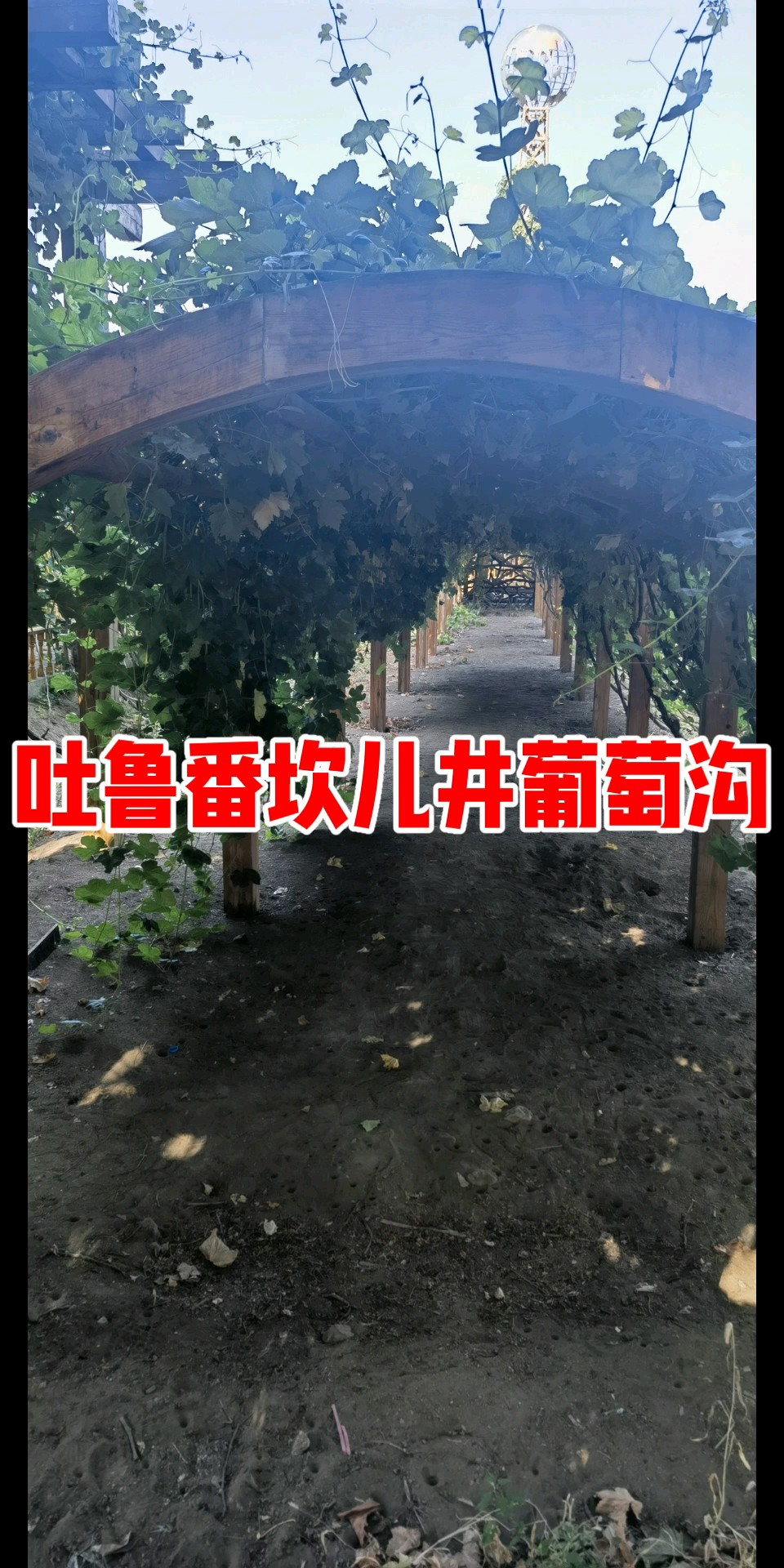 吐鲁番坎儿井葡萄沟掠影