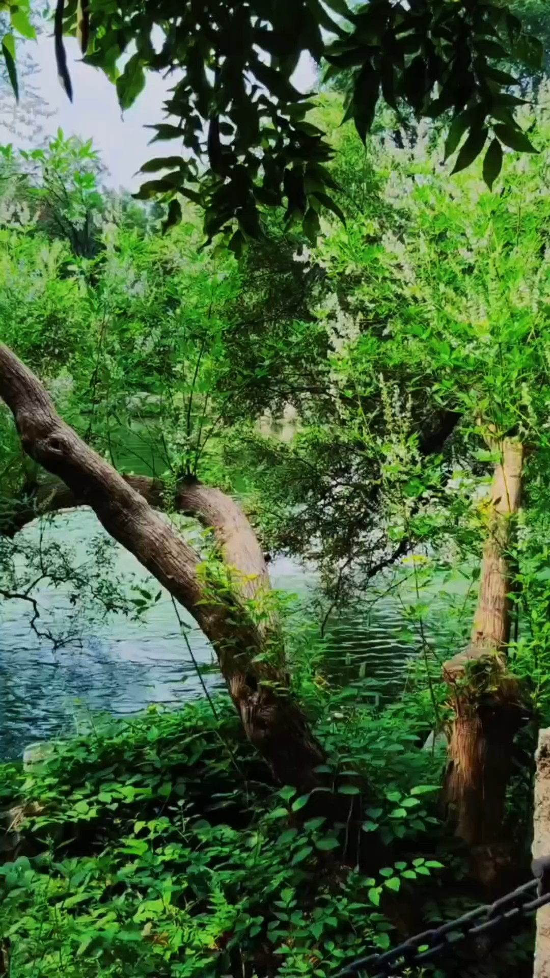 泉城公园的小湖岸边，荆条树正把淡紫色小花缀满枝头，花香四溢