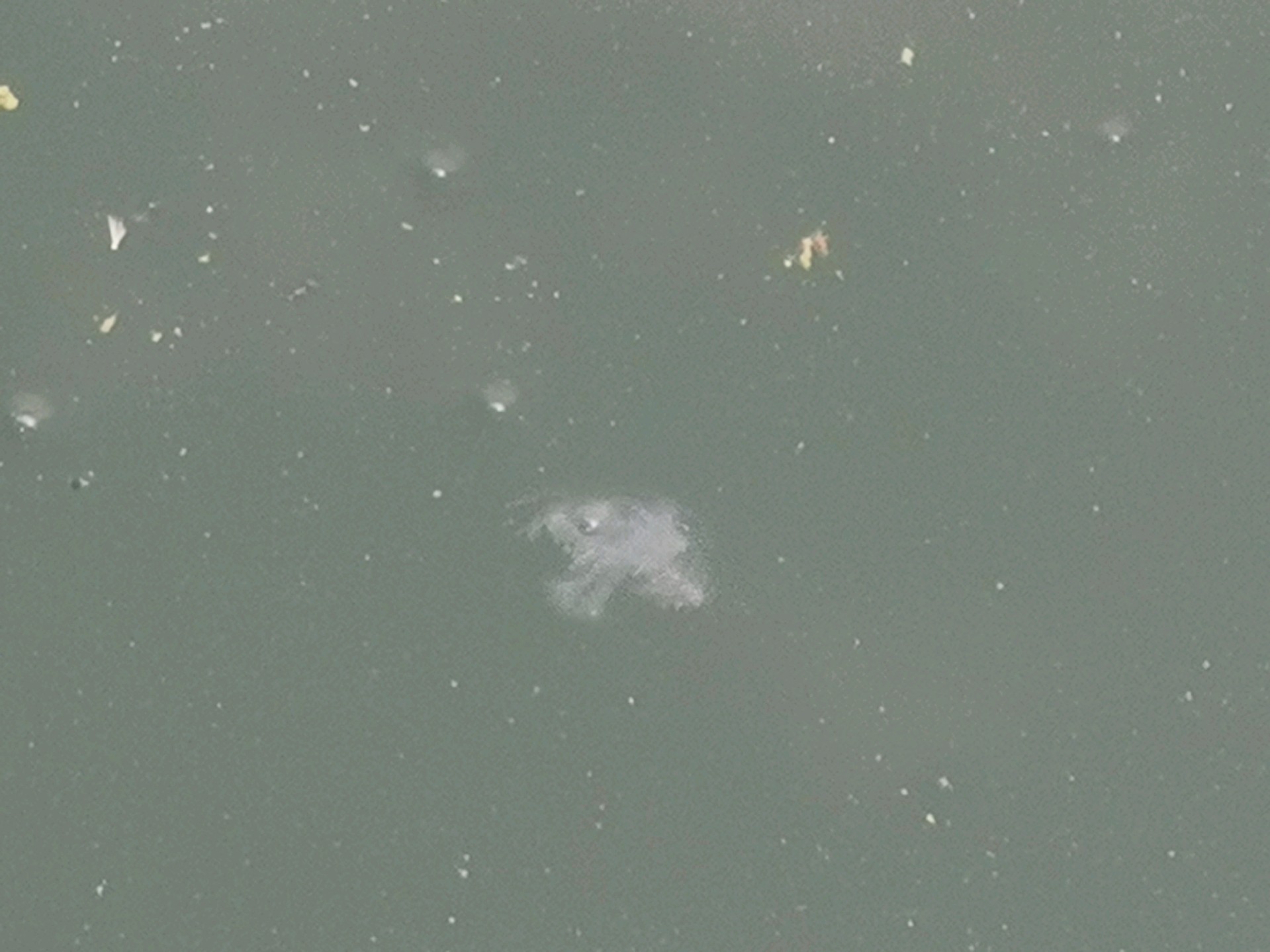 济南卧牛山公园发现“水中大熊猫”桃花水母
