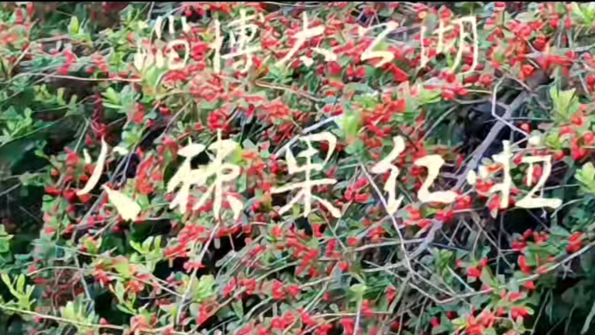 一串串、一簇簇、鲜艳夺目火棘果红了淄博太公湖