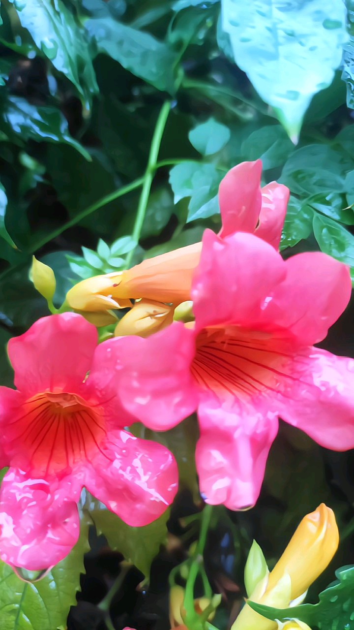梨花带雨凌霄花