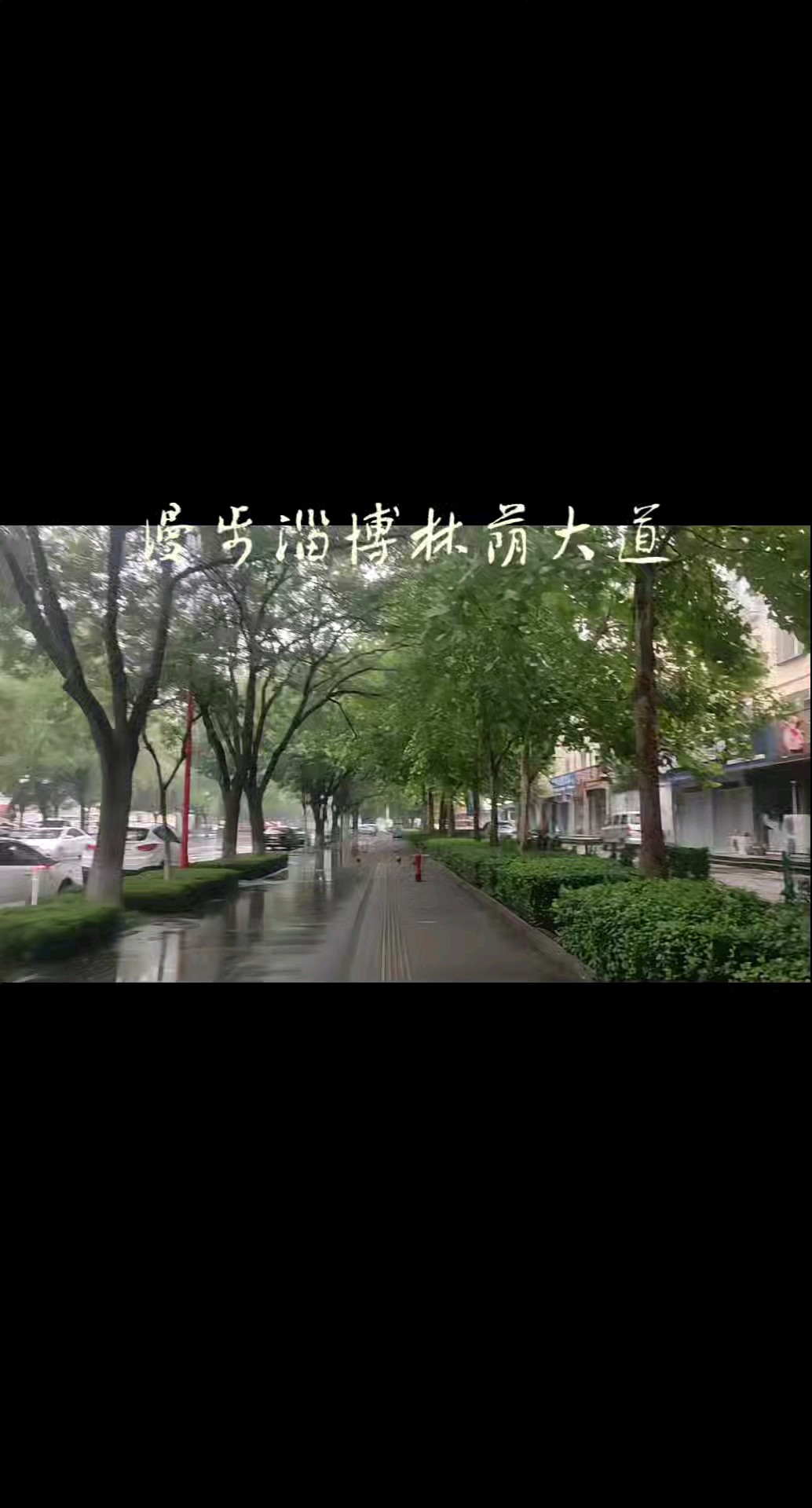 漫步林荫大道，感悟人生