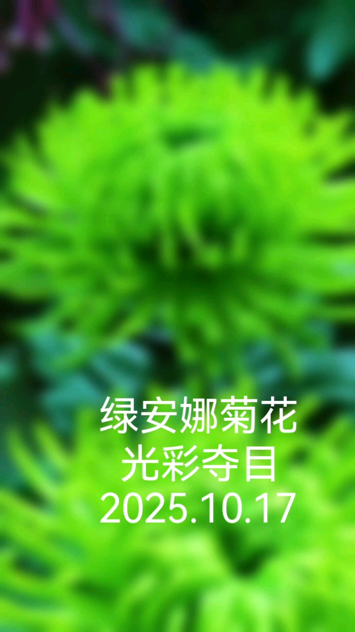 绿安娜菊花，花色翠绿如玉光彩夺目