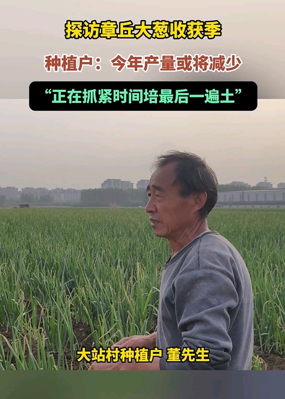 果然视频|章丘大葱收获在即，今年产量或将减少