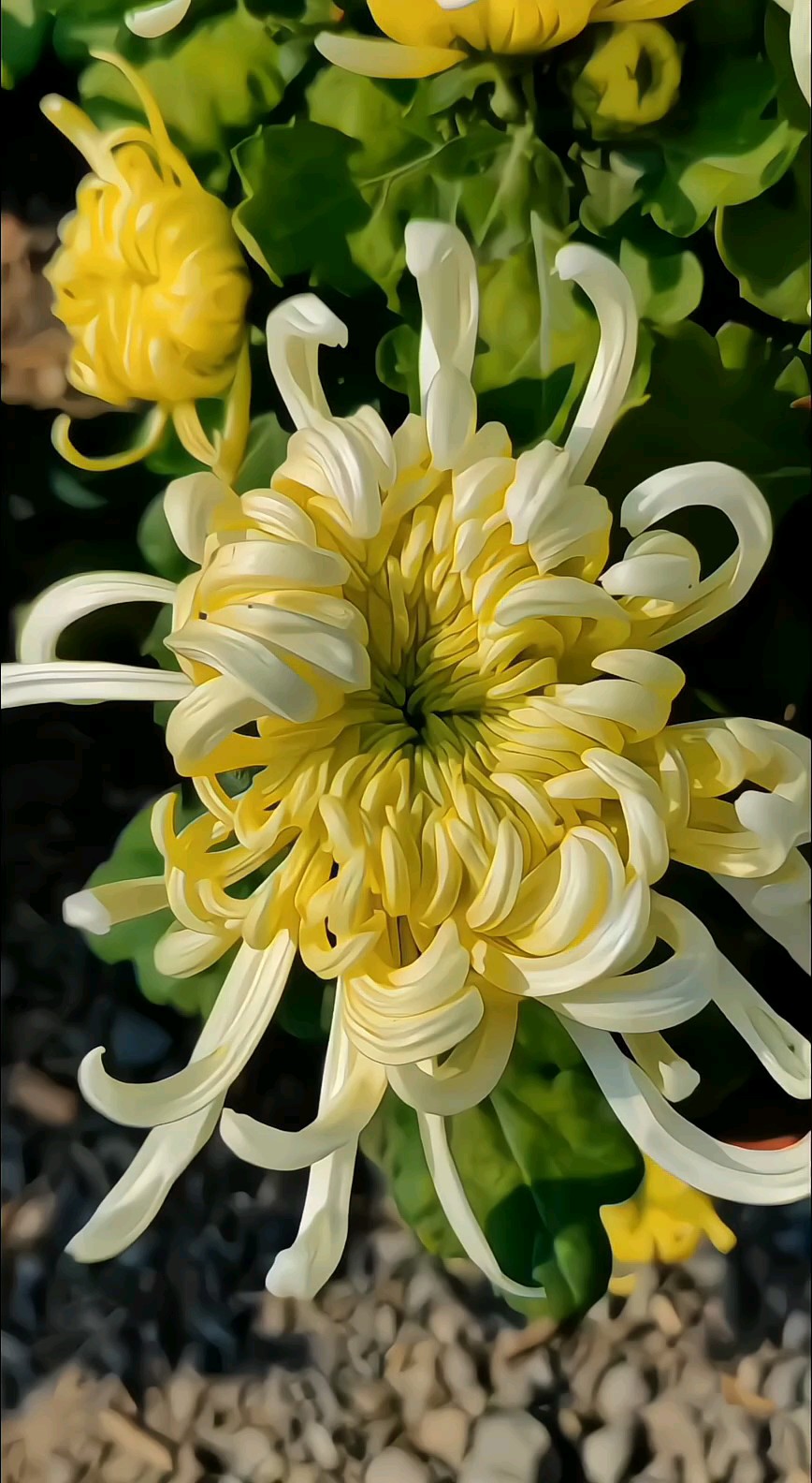 美哉，绽放的秋菊