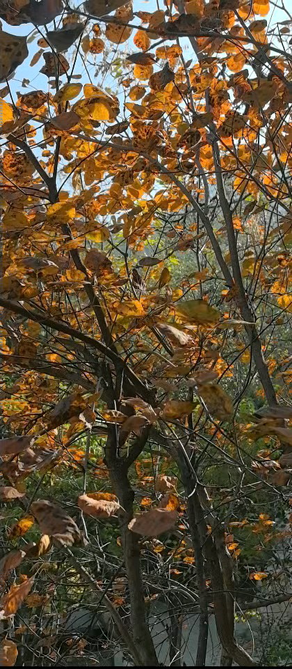 幽静靓丽的佛慧山