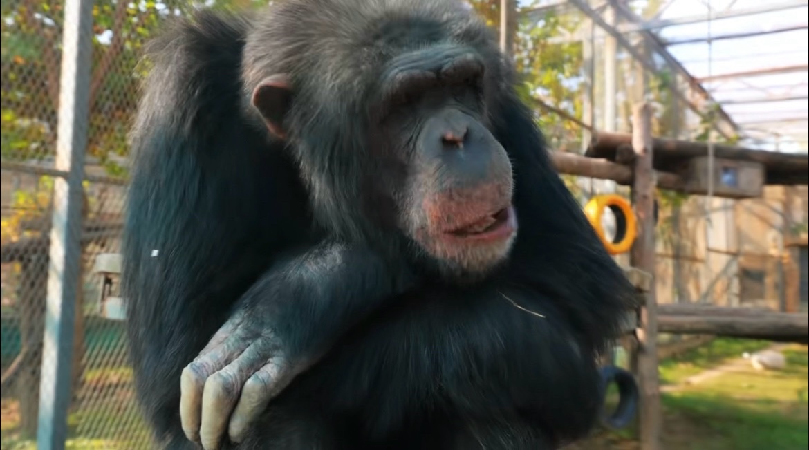 果然视频｜黑猩猩换季没胃口？直到景区安排上了章丘大葱