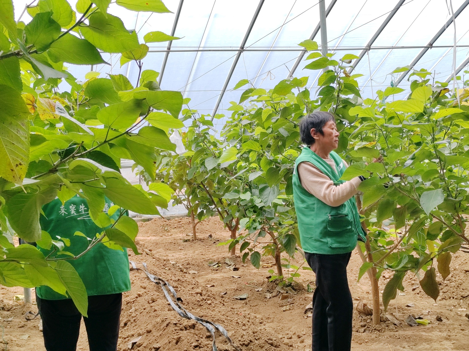 果然视频|市中区返乡创业青年打造乡村产业链条