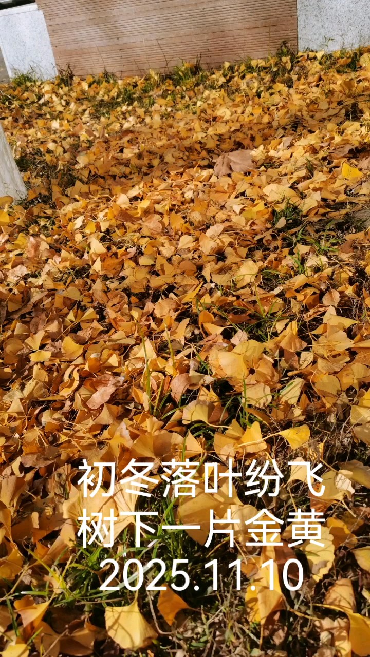 初冬时节，落叶纷飞地面铺就片片金光道