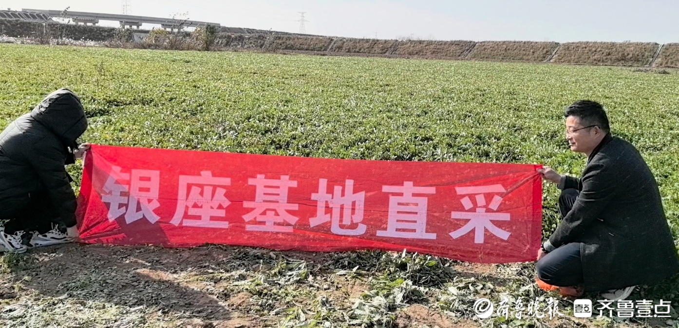 一农户香菜滞销引社会关注，银座超市连夜采购助农