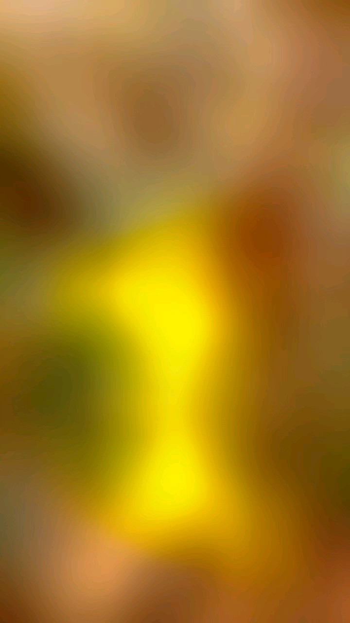 罕见，只在春天开花的连翘初冬开花啦（偶遇随拍于费县彩虹广场）