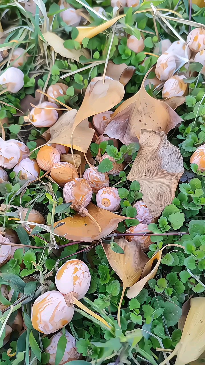 又到银杏落果时~